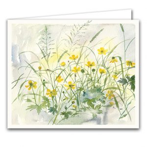 SBC32 June Buttercups and Micro Moths