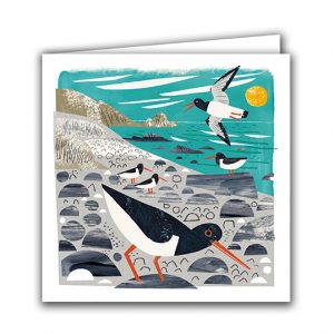 IGC194 Oystercatchers