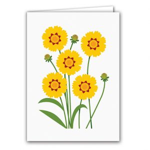 SBC316 Coreopsis