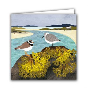 SBC353 Ringed Plover and Dunlin with Bladderwrack